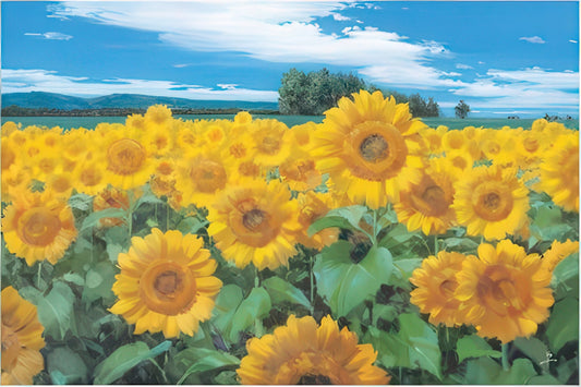 Appleone 1000-382　Scenery • Sunflower Field　1000 Pieces Jigsaw Puzzle