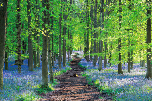 Appleone 1000-862　Scenery • English Bluebell　1000 Pieces Jigsaw Puzzle