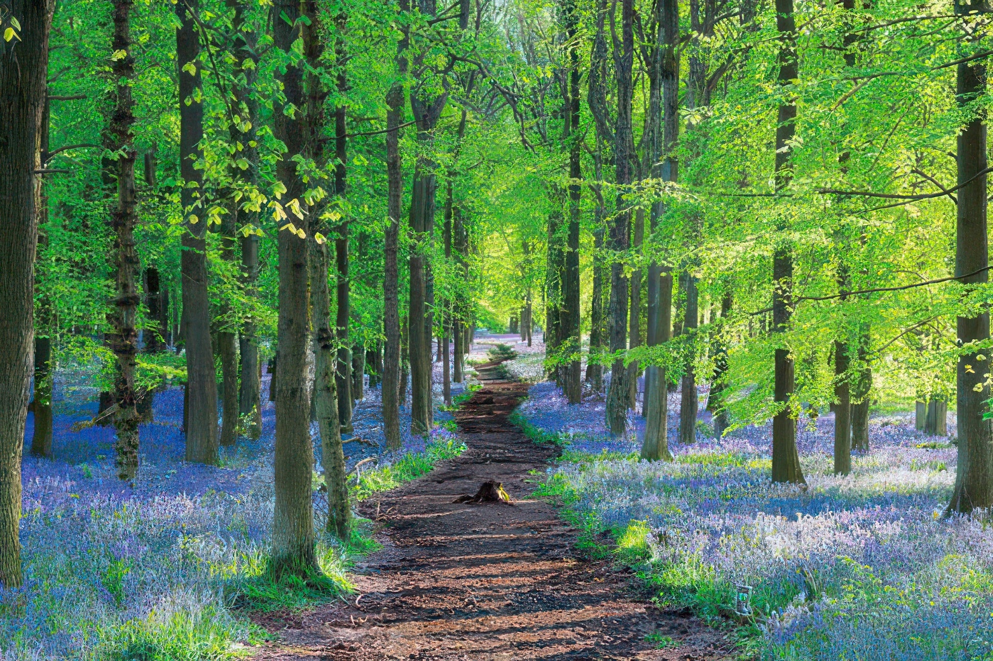 appleone-1000-862-scenery-english-bluebell-1000-pieces-jigsaw-puzzle