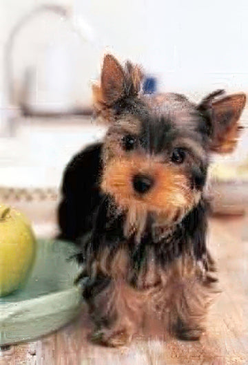 appleone-300-203-animal-i-love-yorkie-300-pieces-jigsaw-puzzle