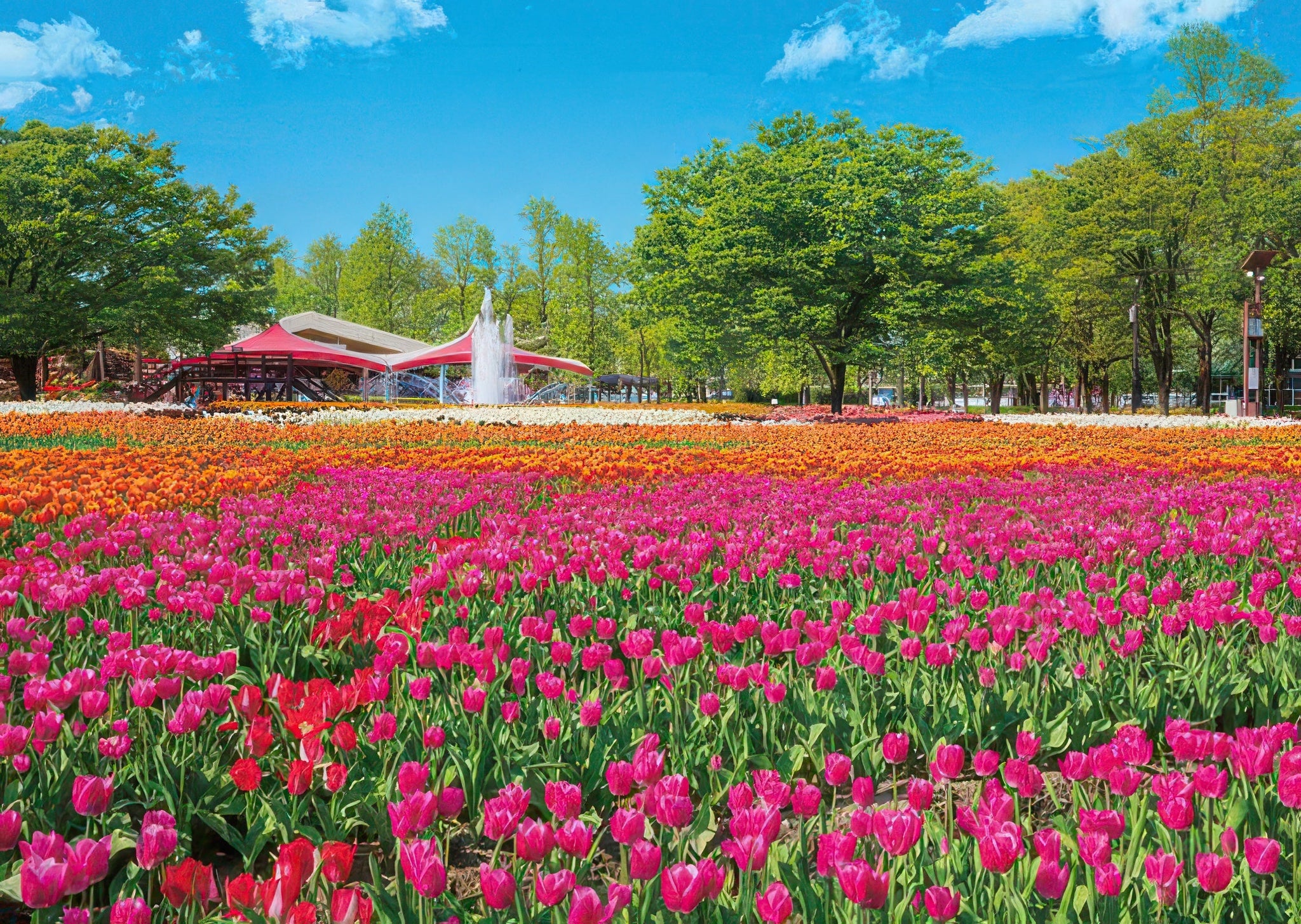 appleone-500-290-scenery-tonami-tulip-park-500-pieces-jigsaw-puzzle