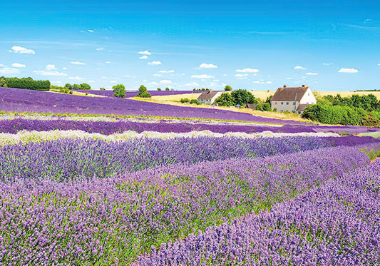 Appleone • Scenery • Lavender Field, Cotswolds　500 PCS　Jigsaw Puzzle