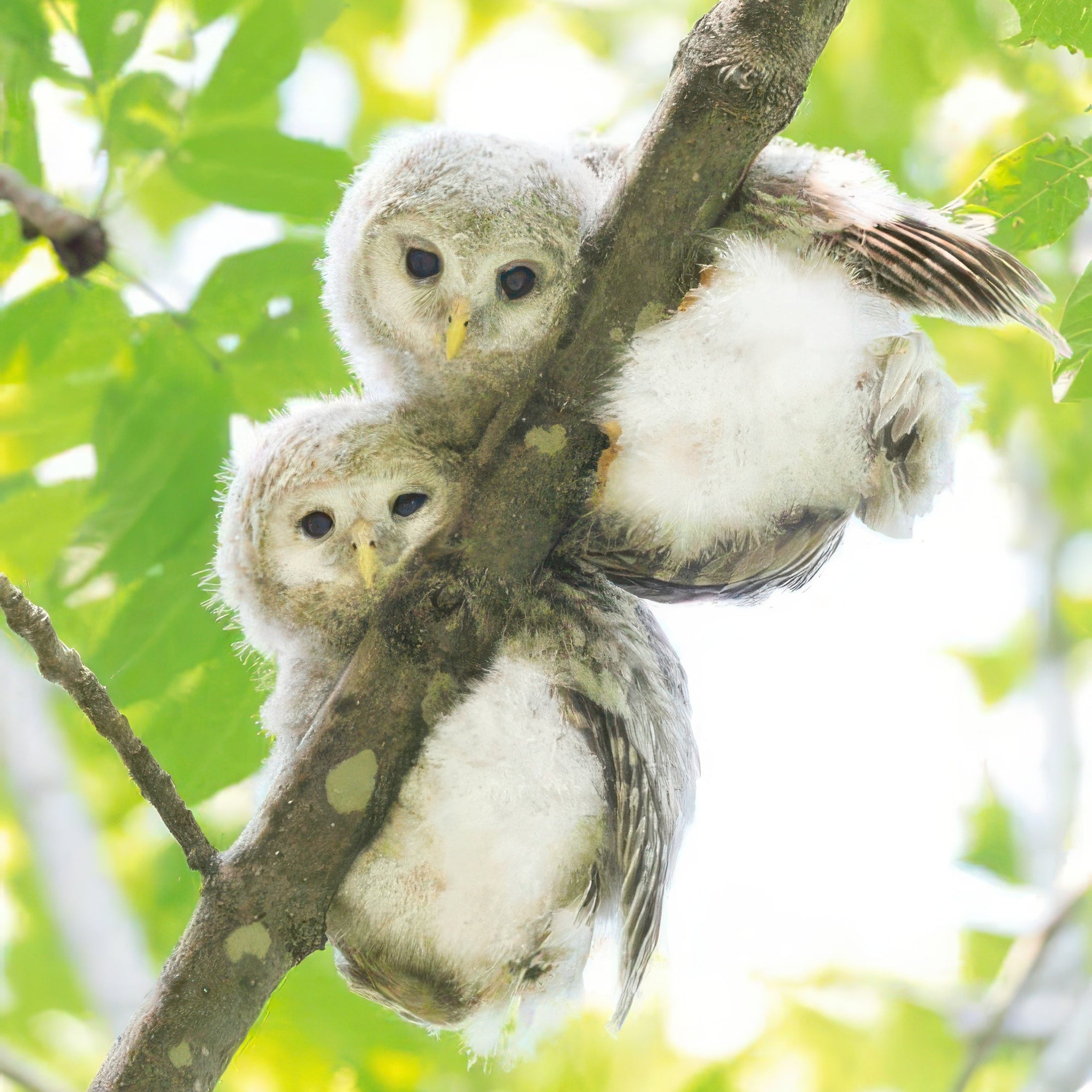 appleone-88-108-owl-kids-88-pieces-kids-puzzle