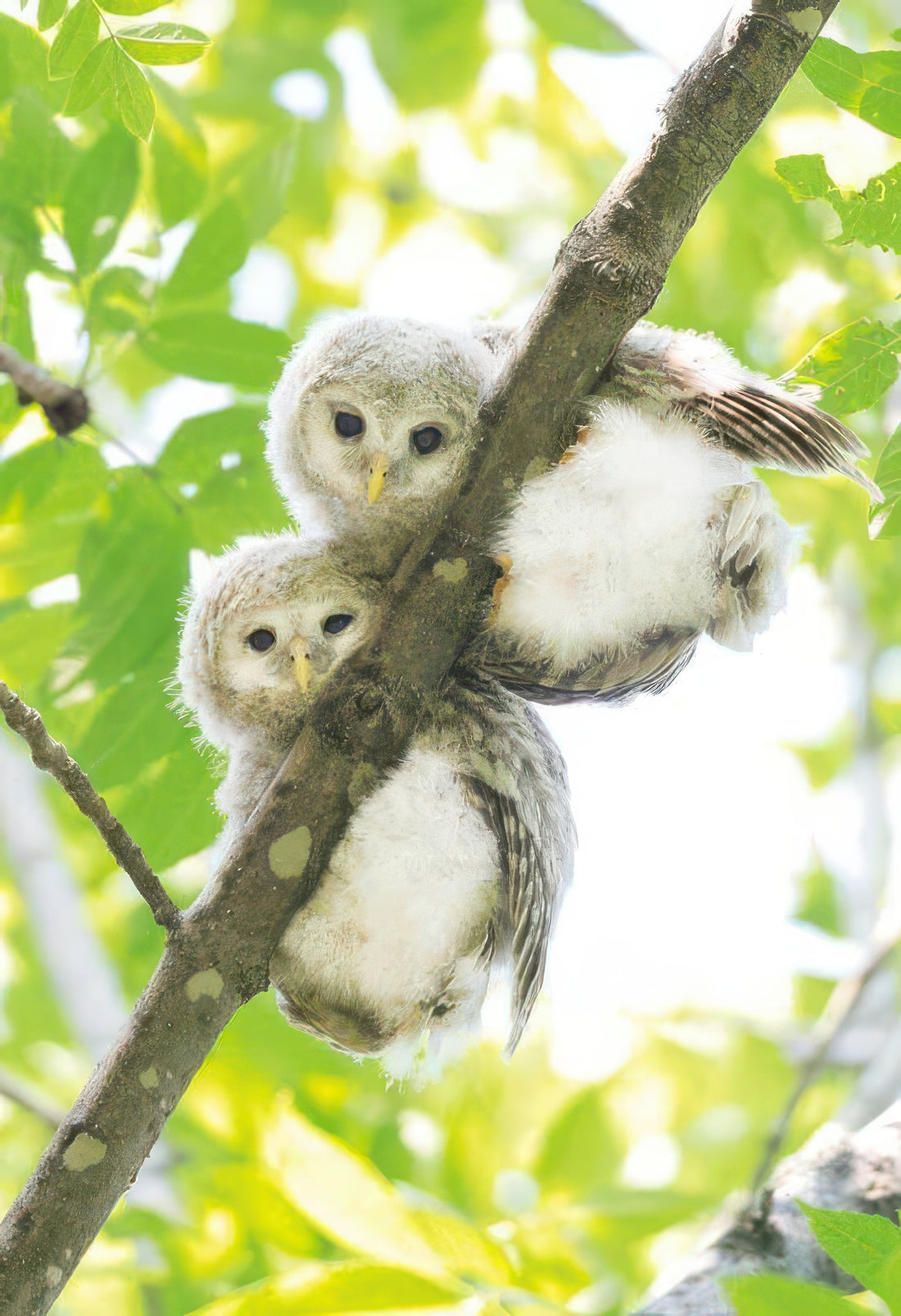 appleone-88-108-owl-kids-88-pieces-kids-puzzle