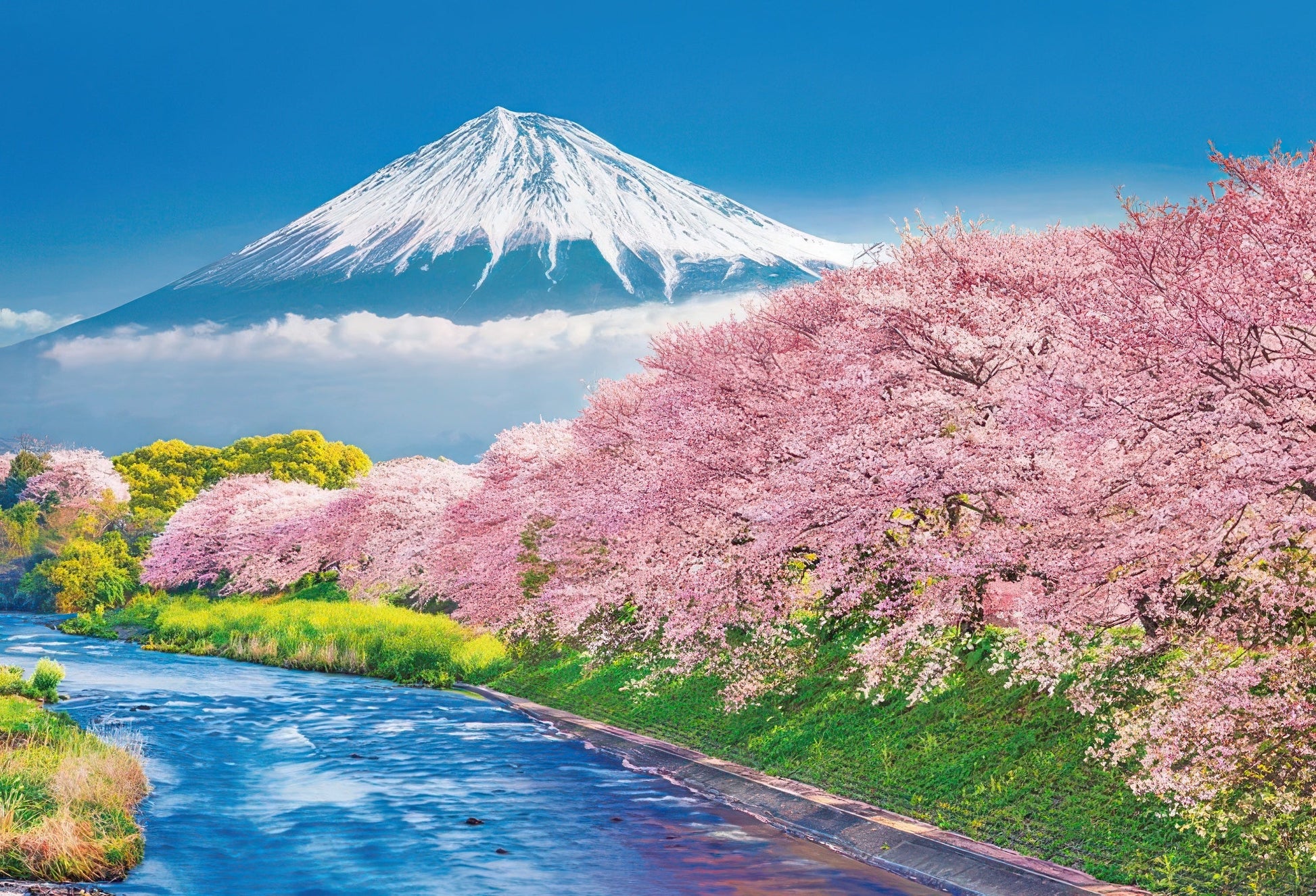 beverly-1000-014-scenery-mount-fuji-and-sakura-trees-along-urui-river-1000-pieces-jigsaw-puzzle