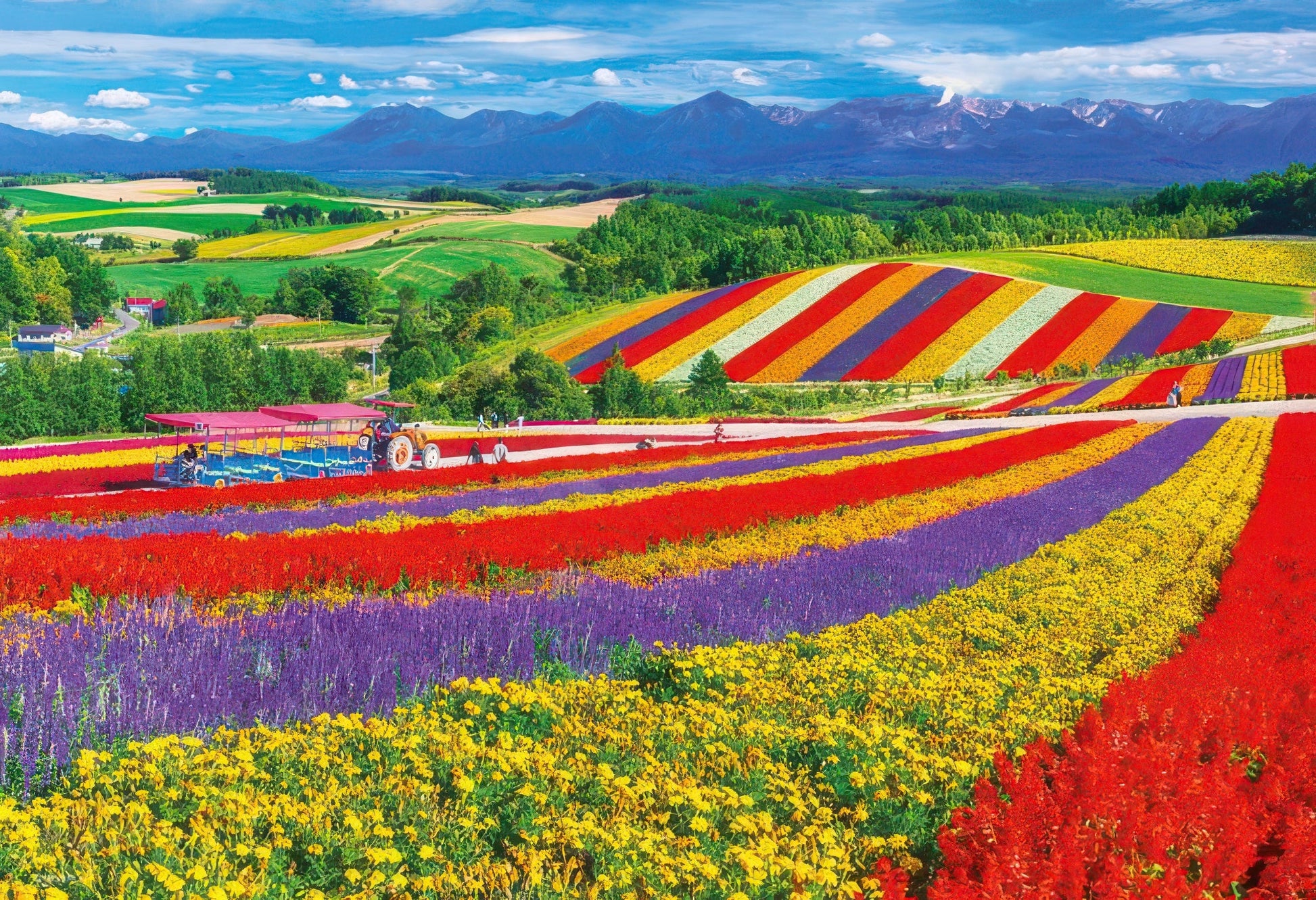 beverly-1000m-014-scenery-biei-shikisai-hill-hokkaido-1000-pieces-jigsaw-puzzle