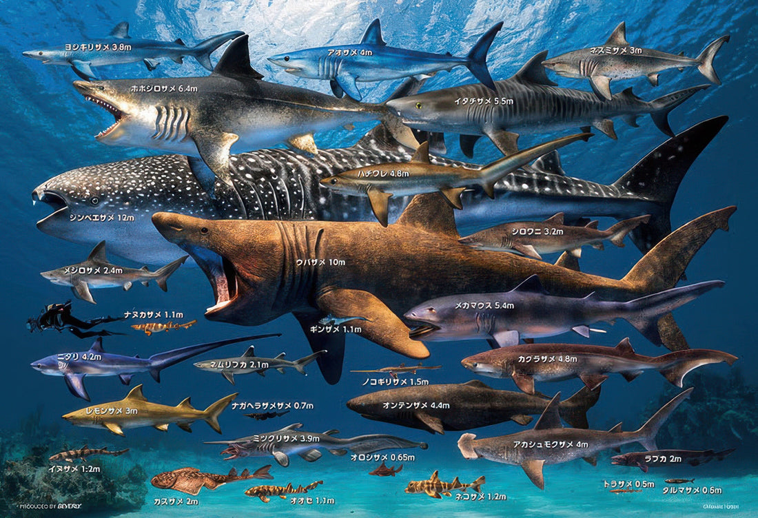 beverly-300-087-animal-sharks-of-the-world-size-comparison-300-pieces-jigsaw-puzzle