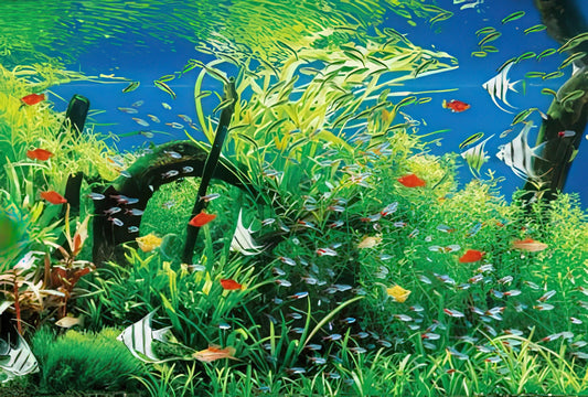 Beverly 31-385　Animal • Natural Aquarium　1000 Pieces Jigsaw Puzzle