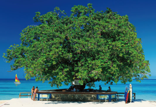 Beverly 33-088　Scenery • Tree Bar, Montego Bay　300 Pieces Jigsaw Puzzle