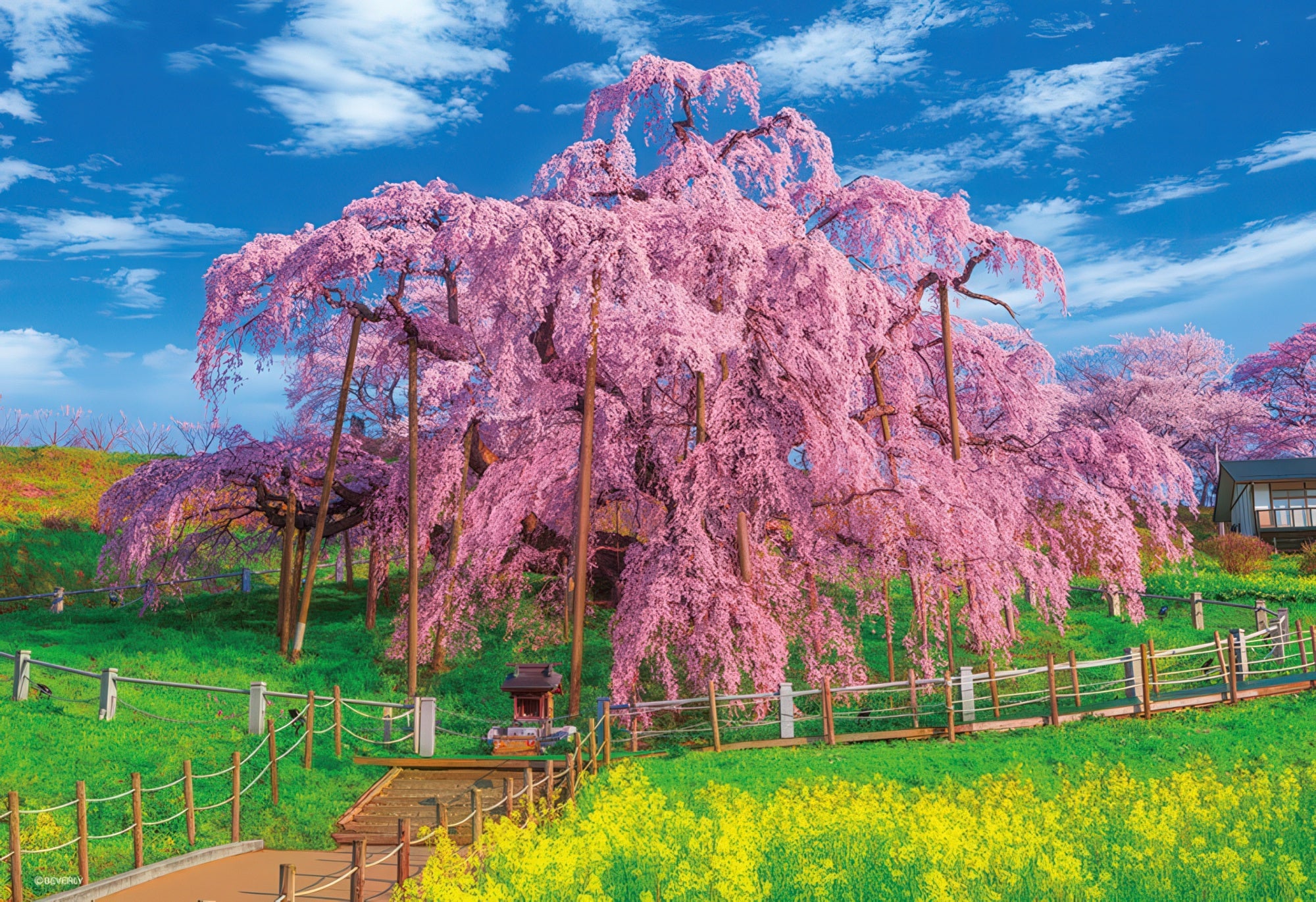 beverly-33-165-scenery-full-bloom-miharu-takizakura-300-pieces-jigsaw-puzzle