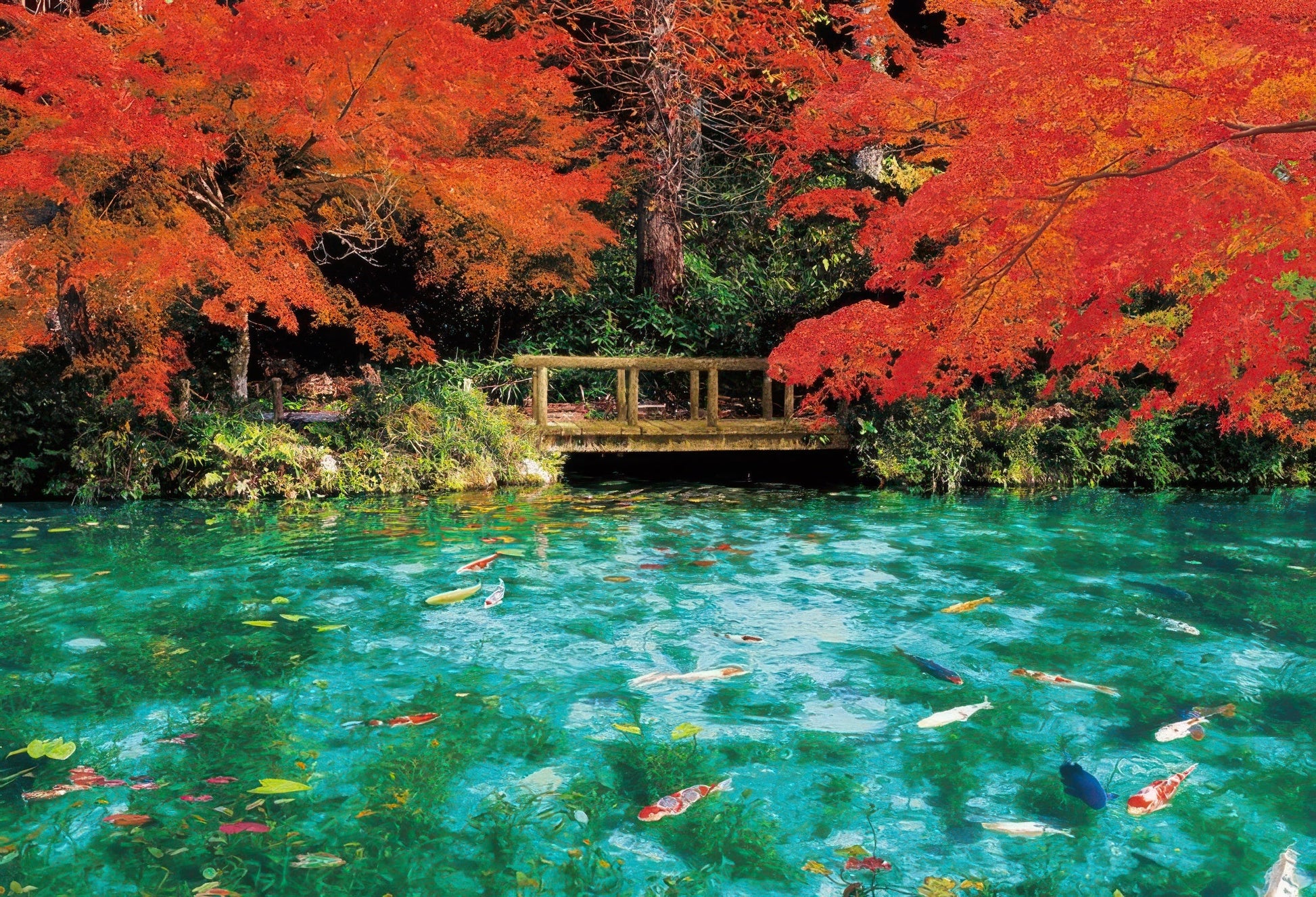 beverly-33-214-scenery-monet-s-pond-in-autumn-colours-300-pieces-jigsaw-puzzle