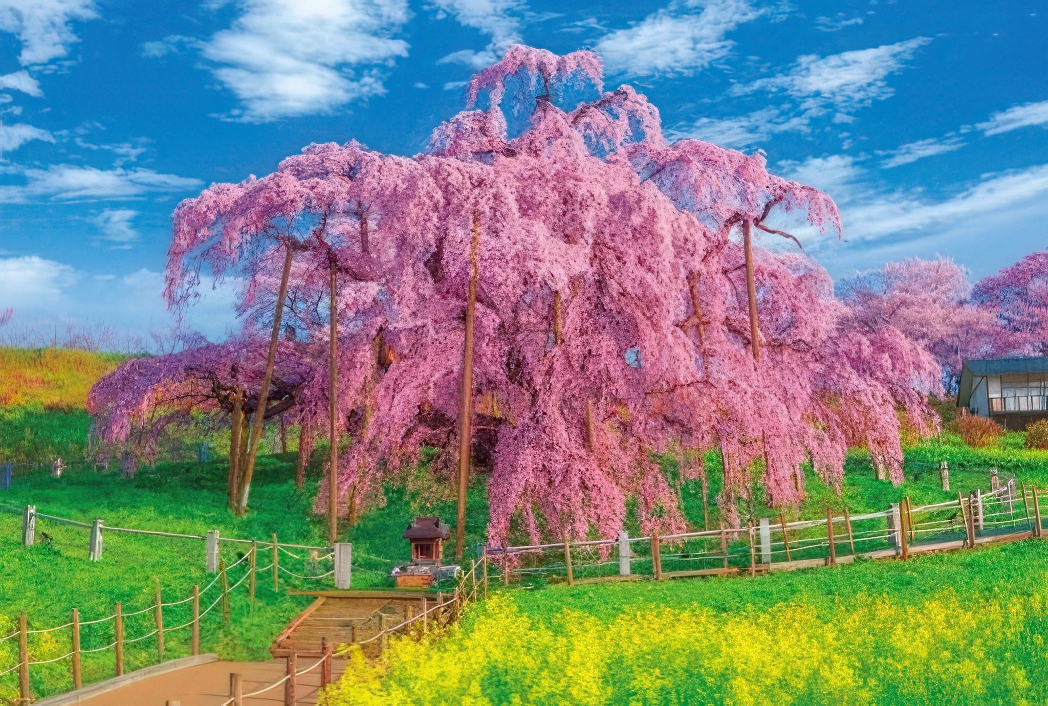 beverly-51-212-scenery-miharu-takizakura-in-full-bloom-1000-pieces-jigsaw-puzzle