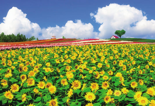 Beverly 51-243　Scenery • Sunflowers Blooming on a Hill, Biei　1000 Pieces Jigsaw Puzzle