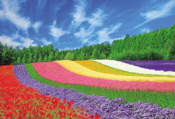 beverly-51-244-scenery-flowers-blooming-on-a-hill-furano-1000-pieces-jigsaw-puzzle