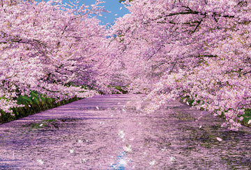 Beverly • Scenery • Cherry Blossoms at Hirosaki Park　1000 PCS　Jigsaw Puzzle