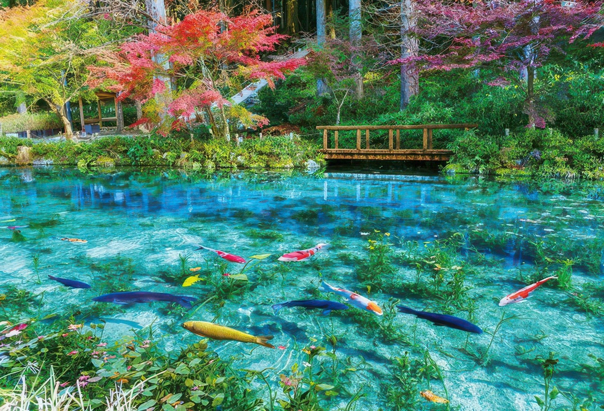 beverly-51-293-scenery-colourful-monet-s-pond-1000-pieces-jigsaw-puzzle