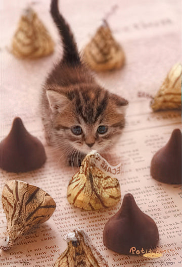 beverly-63-243-sweet-temptation-300-pieces-jigsaw-puzzle