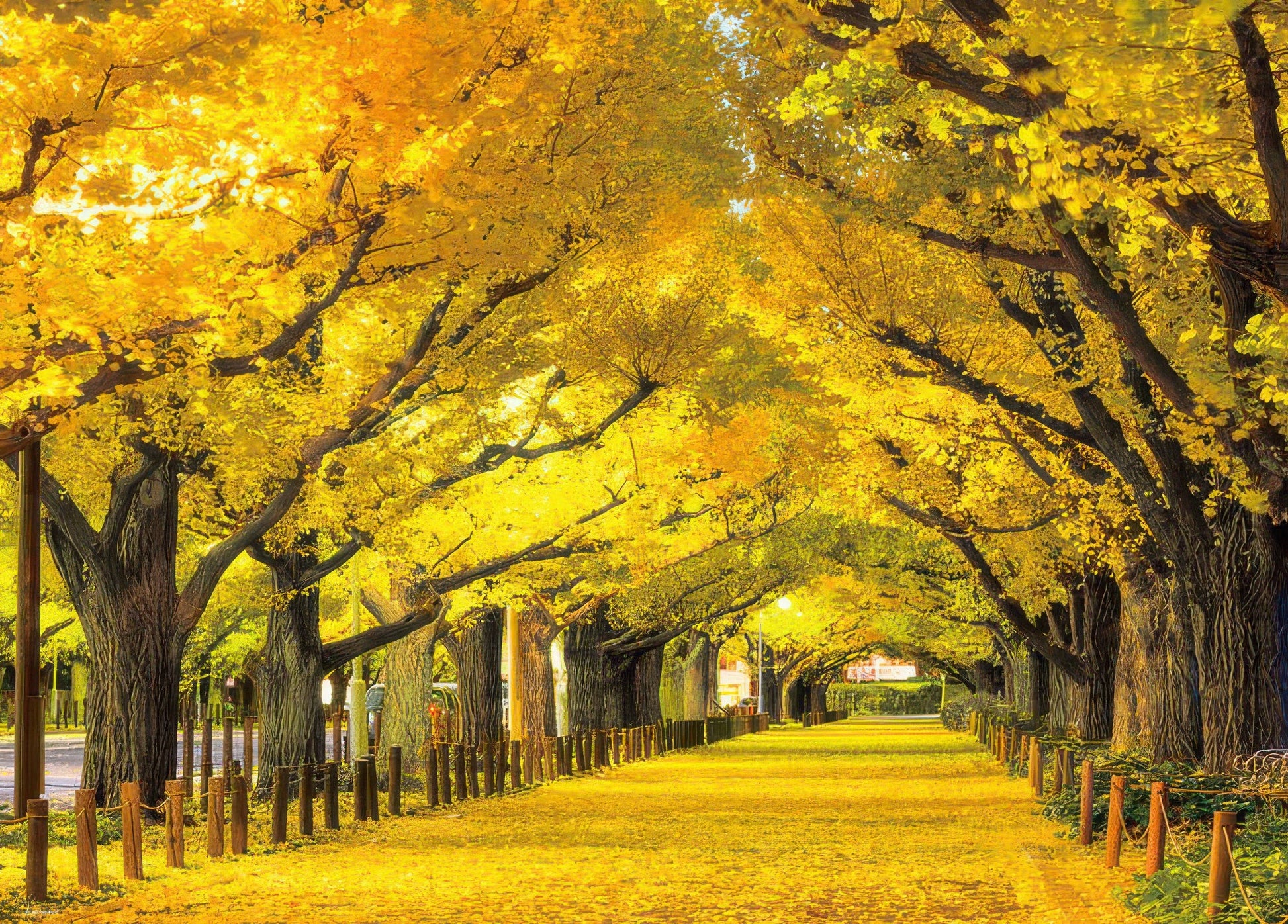 beverly-66-191-ginkgo-trees-at-jingu-gaien-600-pieces-jigsaw-puzzle