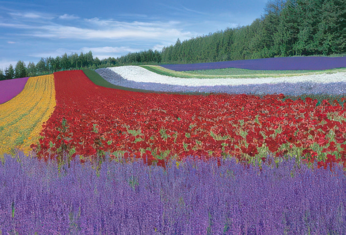 beverly-71-353-furano-colorful-land-1000-pieces-jigsaw-puzzle