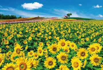 beverly-71-382-flower-sunflower-hill-1000-pieces-jigsaw-puzzle