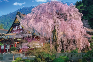 beverly-71-385-weeping-cherry-blossoms-at-kuon-ji-temple-1000-pieces-jigsaw-puzzle