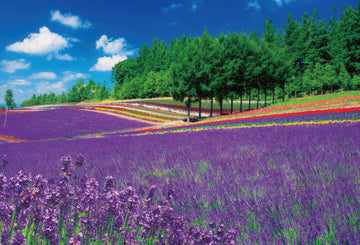 beverly-71-402-scenery-lavender-field-furano-1000-pieces-jigsaw-puzzle