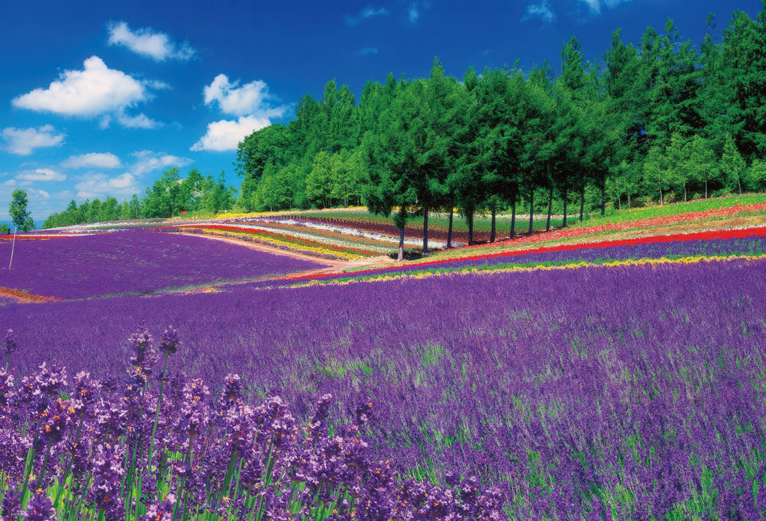 beverly-71-402-furano-lavender-fields-1000-pieces-jigsaw-puzzle