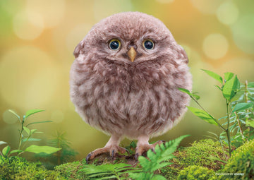 beverly-88-021-round-owl-88-pieces-kids-puzzle