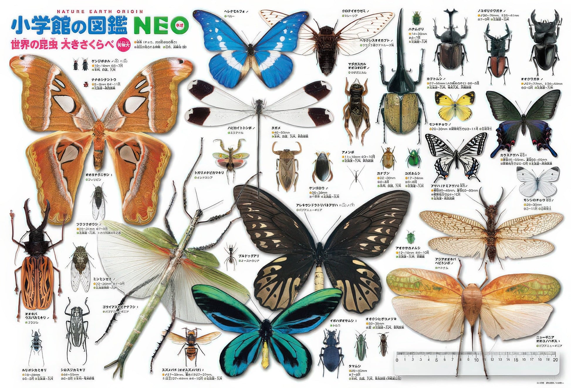 beverly-b61-423-shogakukan-neo-illustrated-book-real-size-world-insect-size-comparisons-300-pieces-jigsaw-puzzle