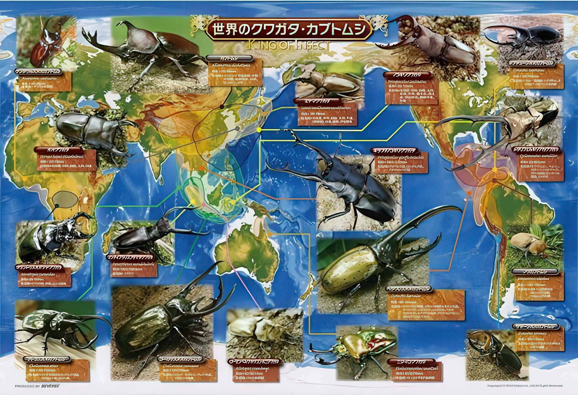 beverly-l74-106-world's-stag-beetles-and-beetles-150-pieces-jigsaw-puzzle