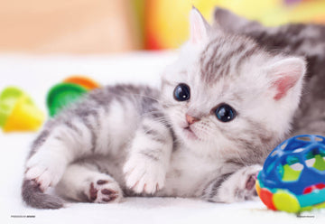 beverly-l74-147-wanna-play?-150-pieces-jigsaw-puzzle