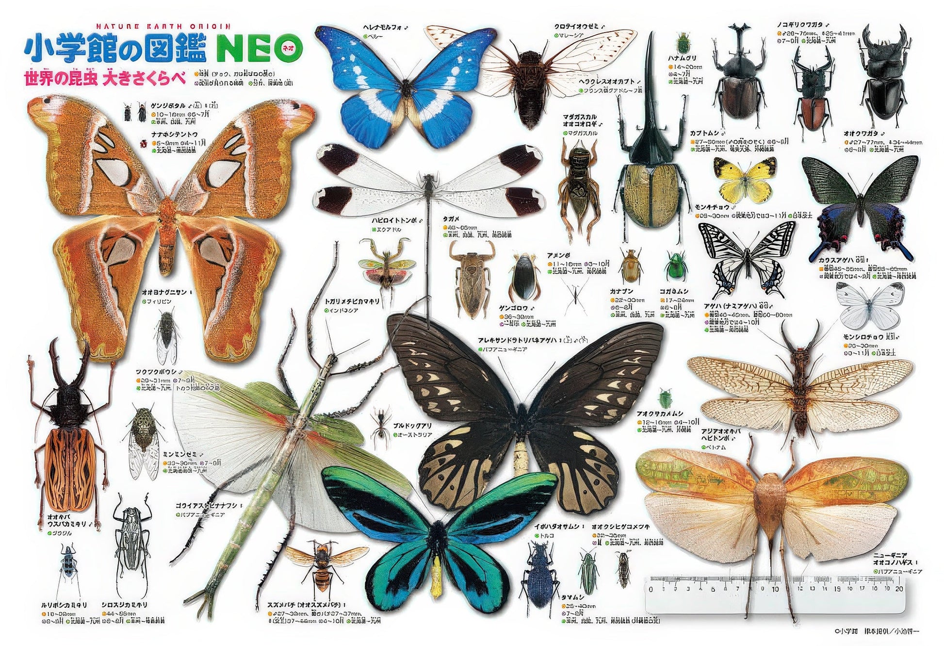 beverly-l74-157-shogakukan-neo-illustrated-book-world-insect-size-comparisons-150-pieces-jigsaw-puzzle