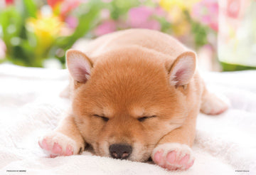 beverly-l74-161-warm-and-cozy-naptime-150-pieces-jigsaw-puzzle