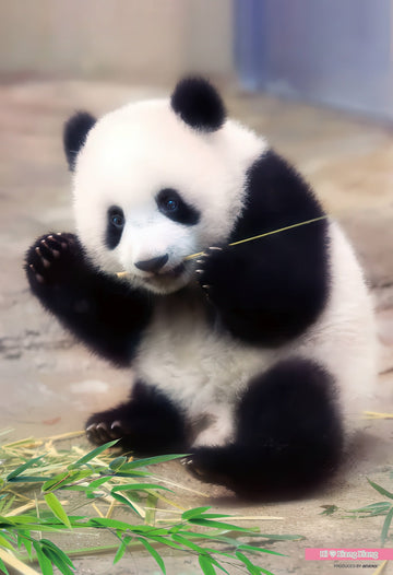 beverly-l74-172-yes,-xiang-xiang-150-pieces-jigsaw-puzzle