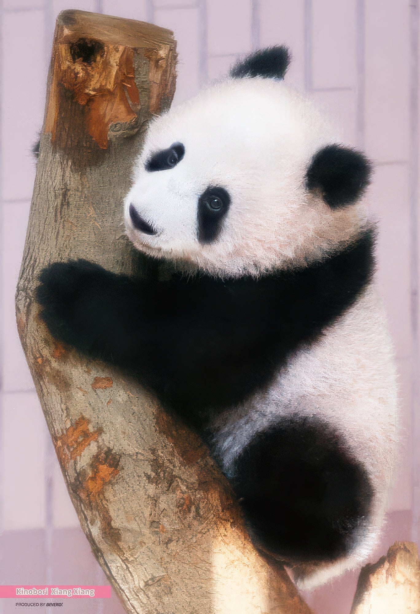 beverly-l74-173-xiang-xiang-climbing-a-tree-150-pieces-jigsaw-puzzle