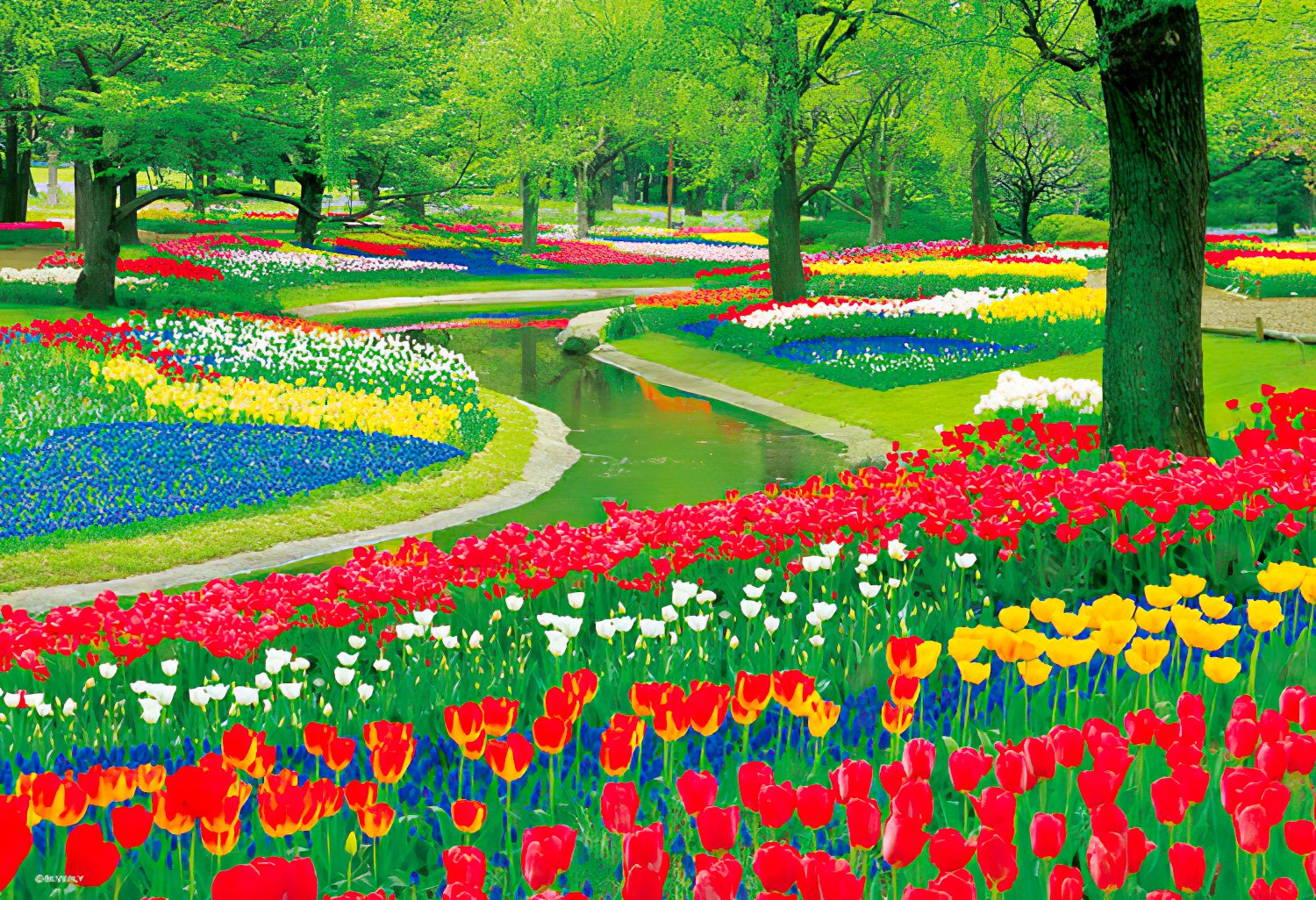 Beverly • Scenery • Tulip Garden　1000 PCS　Jigsaw Puzzle