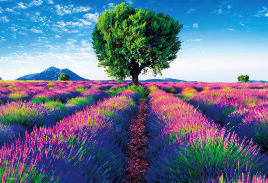 Beverly M81-849　Scenery • Lavender in Bloom, Provence　1000 Pieces Jigsaw Puzzle