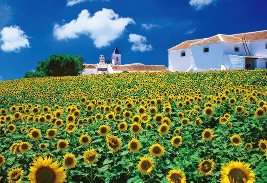 Beverly M81-853　Scenery • Sunflower Field, Andalusia　1000 Pieces Jigsaw Puzzle