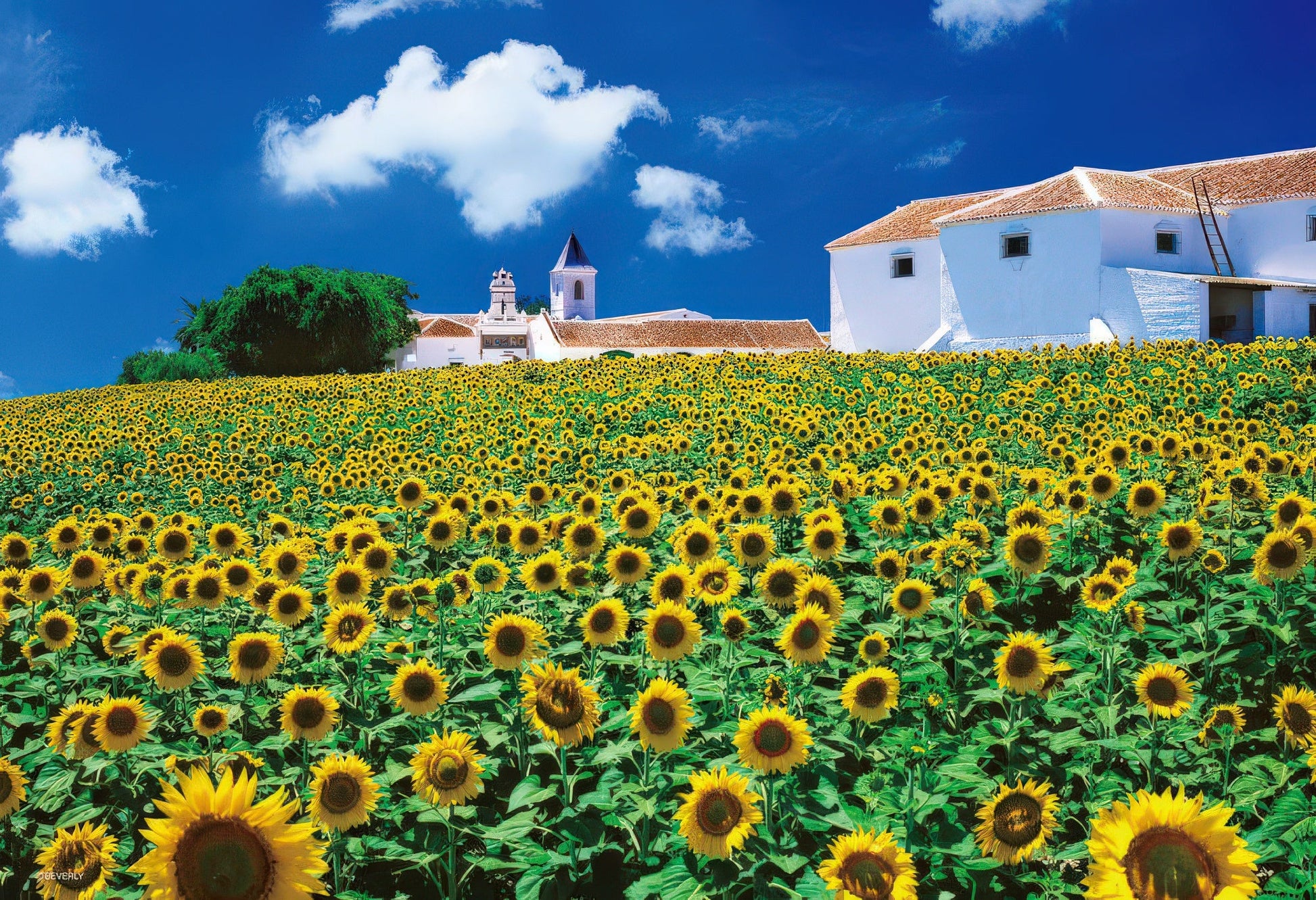 beverly-m81-853-scenery-sunflower-field-andalusia-1000-pieces-jigsaw-puzzle