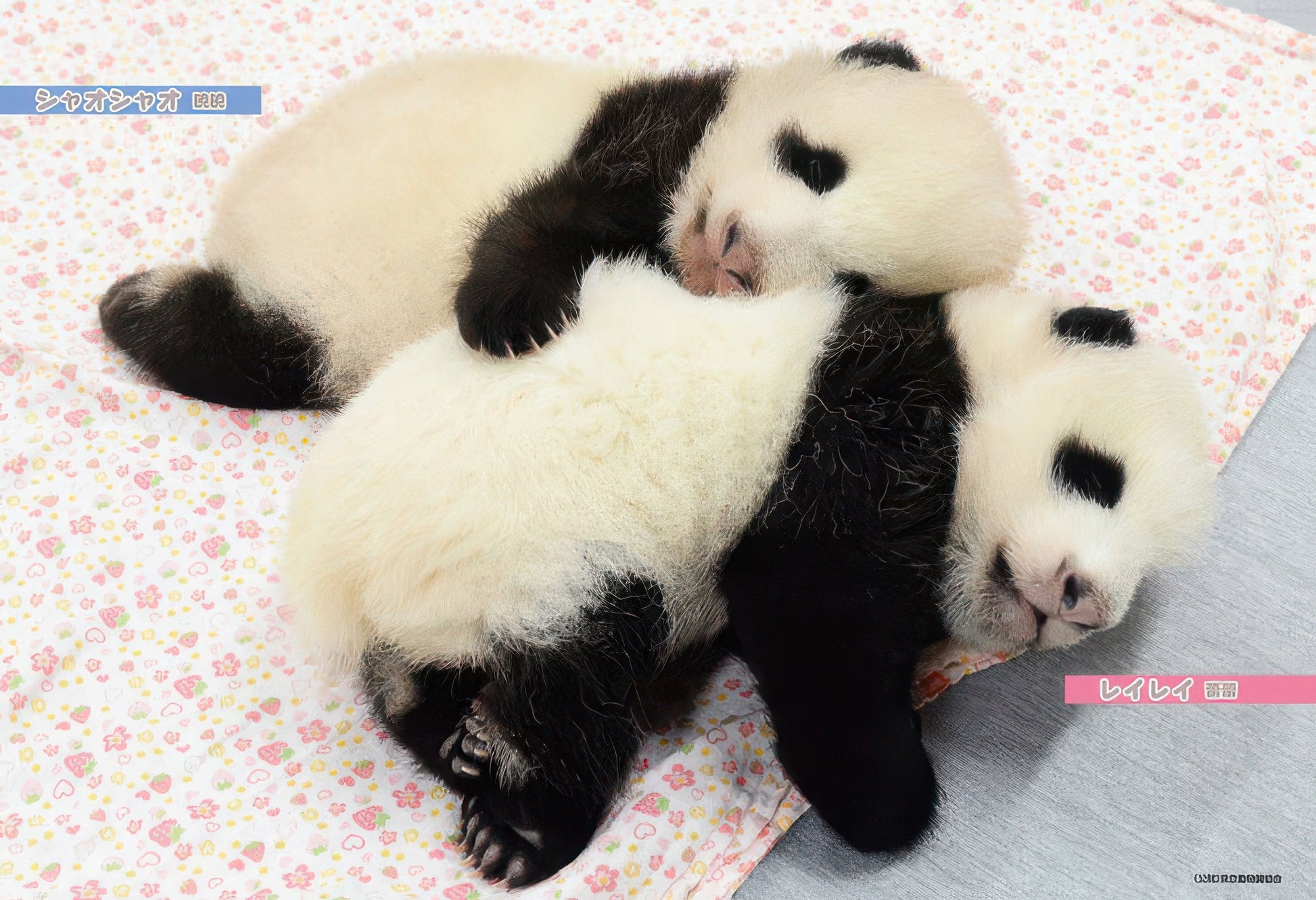 beverly-p33-203-twin-pandas-xiaoxiao-&-leilei-300-pieces-jigsaw-puzzle