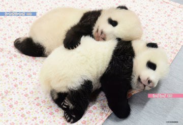 beverly-p33-203-twin-pandas-xiaoxiao-&-leilei-300-pieces-jigsaw-puzzle