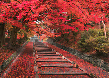 Epoch • Scenery • Autumn Leaves of Bishamon-do Temple, Kyoto　500 PCS　Jigsaw Puzzle