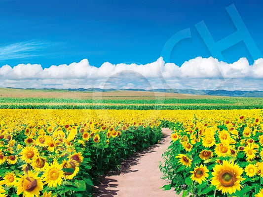 Epoch • Nature • Sunflower Field Under the Blue Sky, Hokkaido　500 PCS　Jigsaw Puzzle