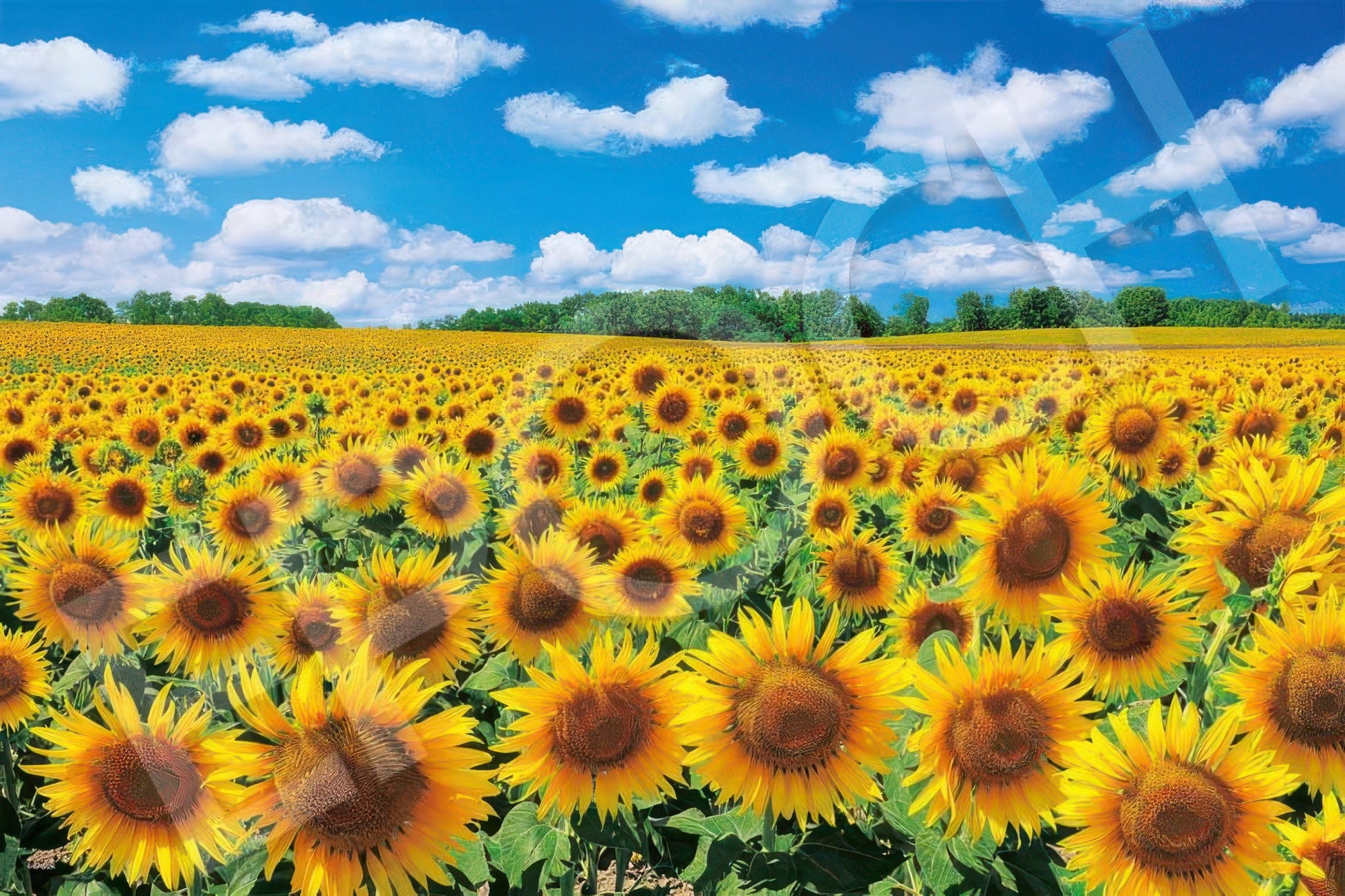 epoch-09-029-scenery-sunflower-village-hokkaido-1000-pieces-jigsaw-puzzle