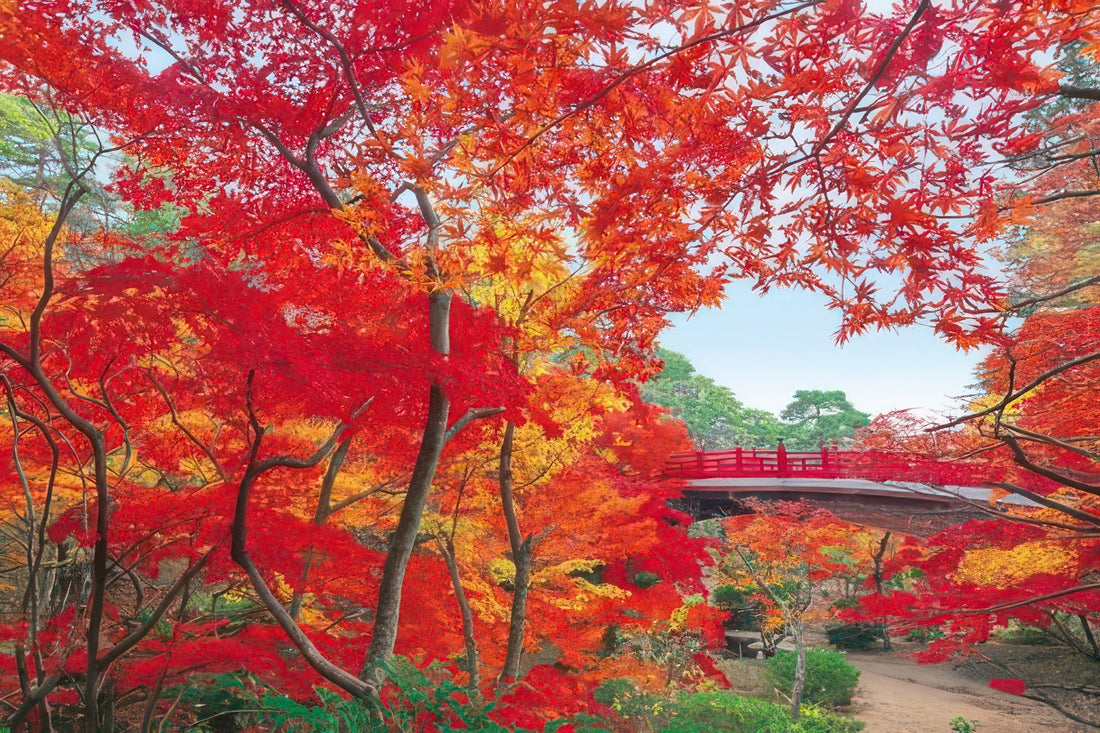 epoch-10-748-scenery-maple-trees-at-yahiko-park-niigata-1000-pieces-jigsaw-puzzle