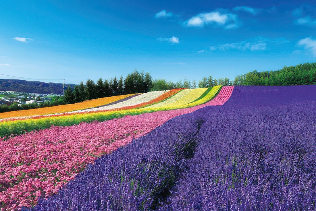 epoch-10-800-scenery-blooming-hill-hokkaido-1000-pieces-jigsaw-puzzle