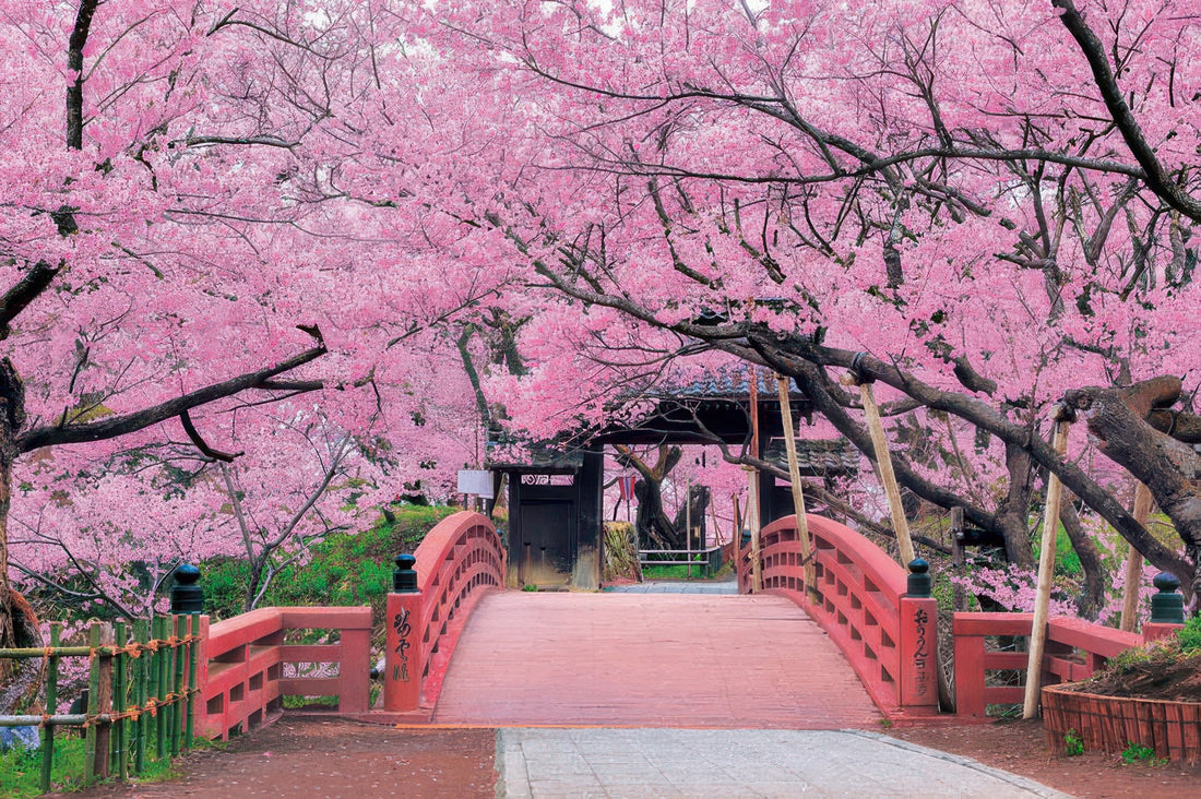 epoch-10-805-scenery-heavenly-sakura-at-takato-joshi-park-nagano-1000-pieces-jigsaw-puzzle