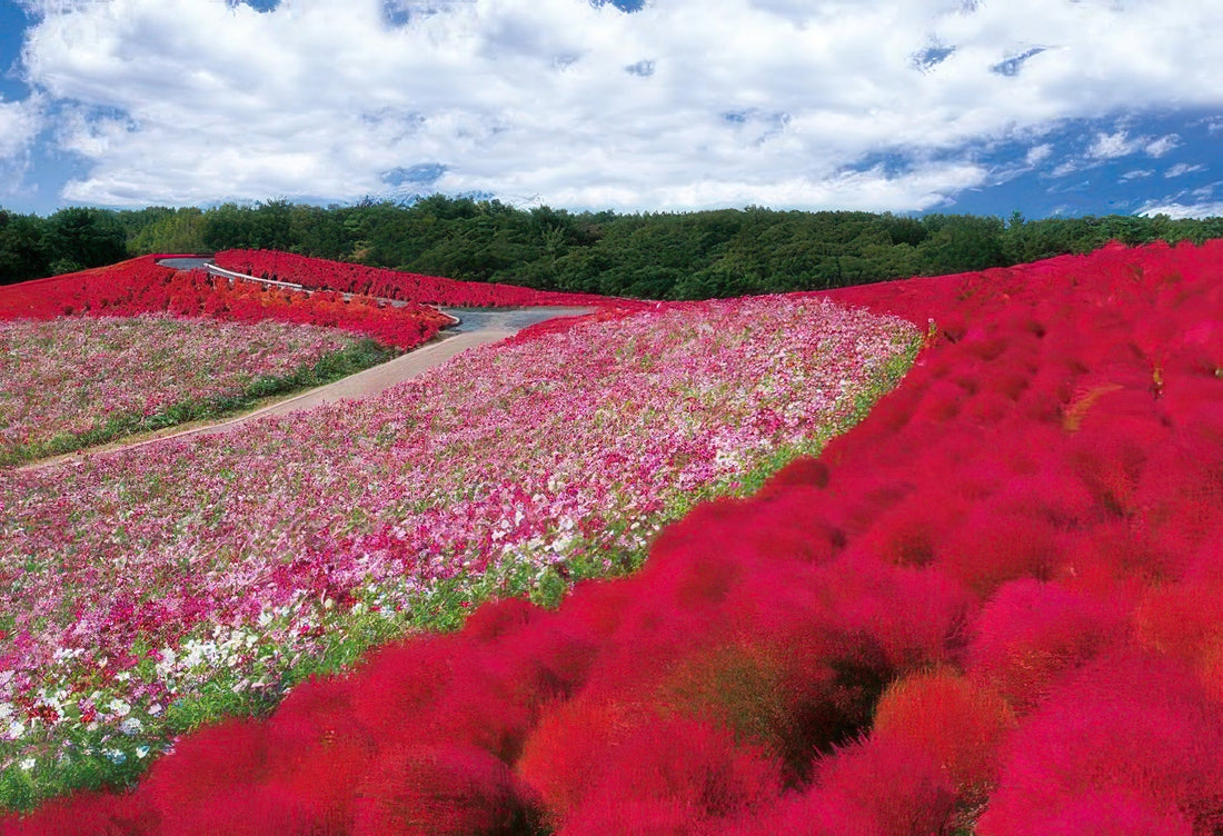 epoch-25-152-scenery-kokia-and-cosmos-hill-ibaraki-300-pieces-jigsaw-puzzle