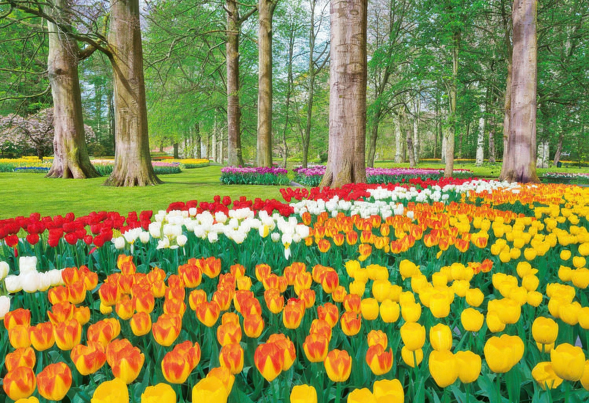 epoch-79-368-scenery-tulips-at-keukenhof-netherlands-450-pieces-jigsaw-puzzle