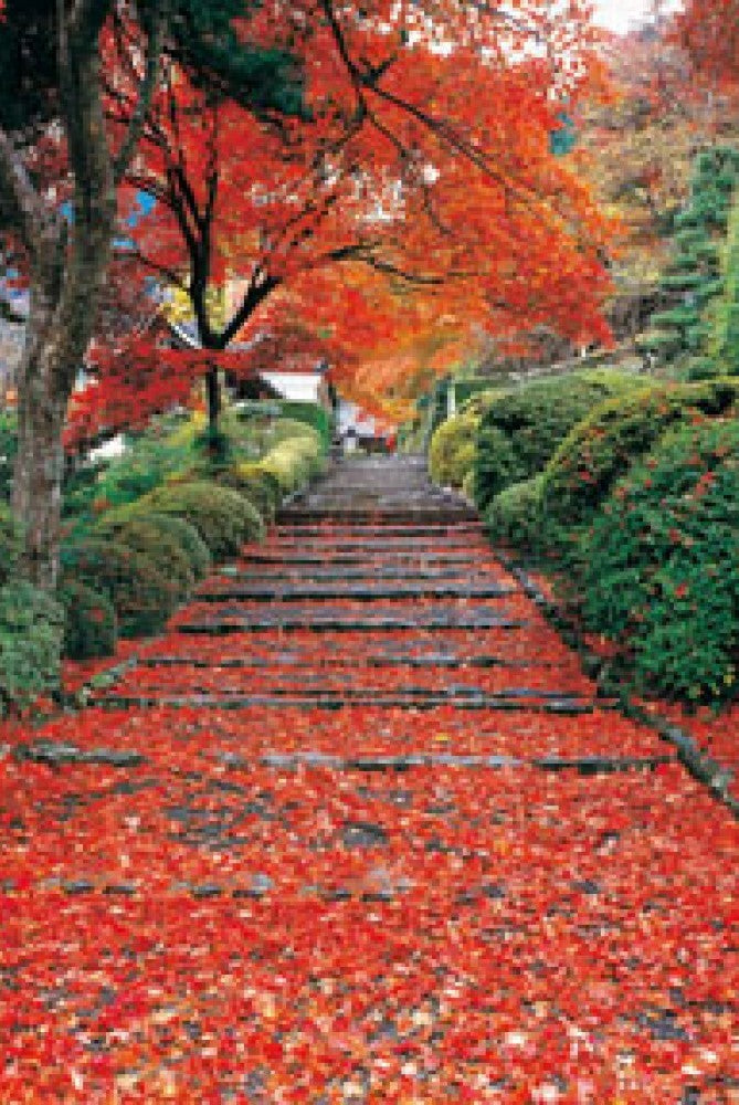 hm-100-236-autumn-path-1-1000-pieces-jigsaw-puzzle